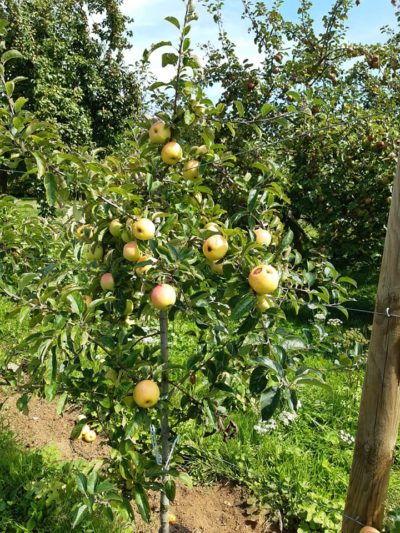 Plus que quelques semaines pour les pommes de table