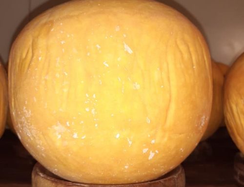 Mimolette affinée. Les différents stades